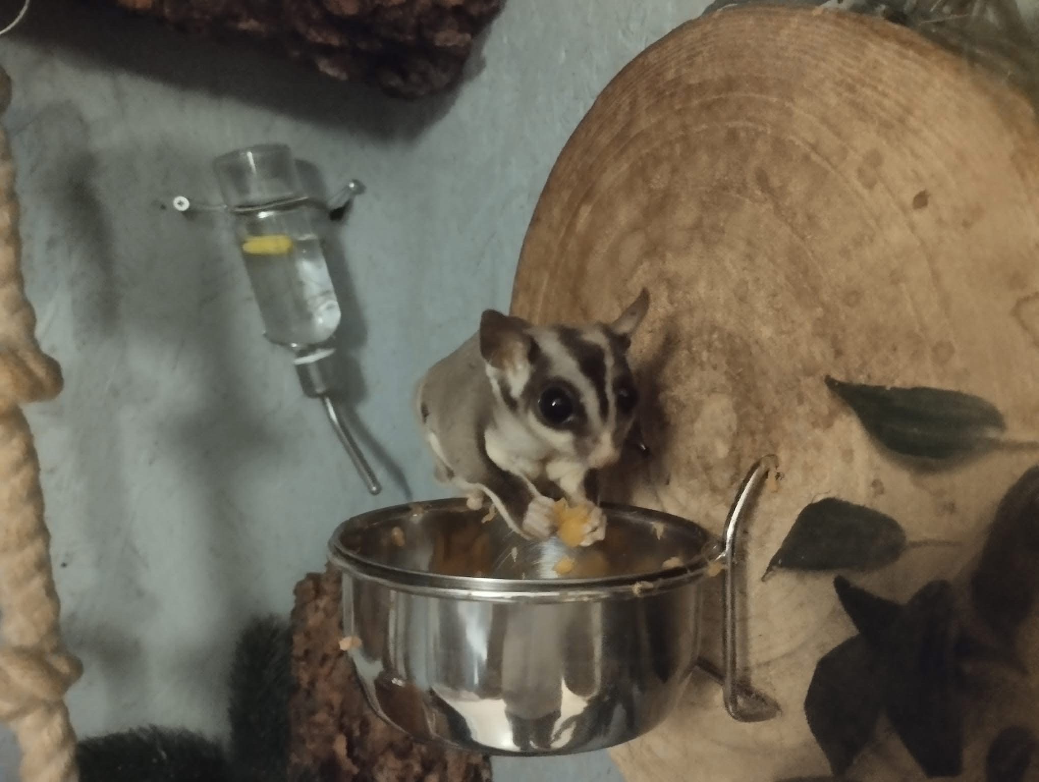 animales y mascotas - petauro de el azúcar , sugar glider 🐿️ 1