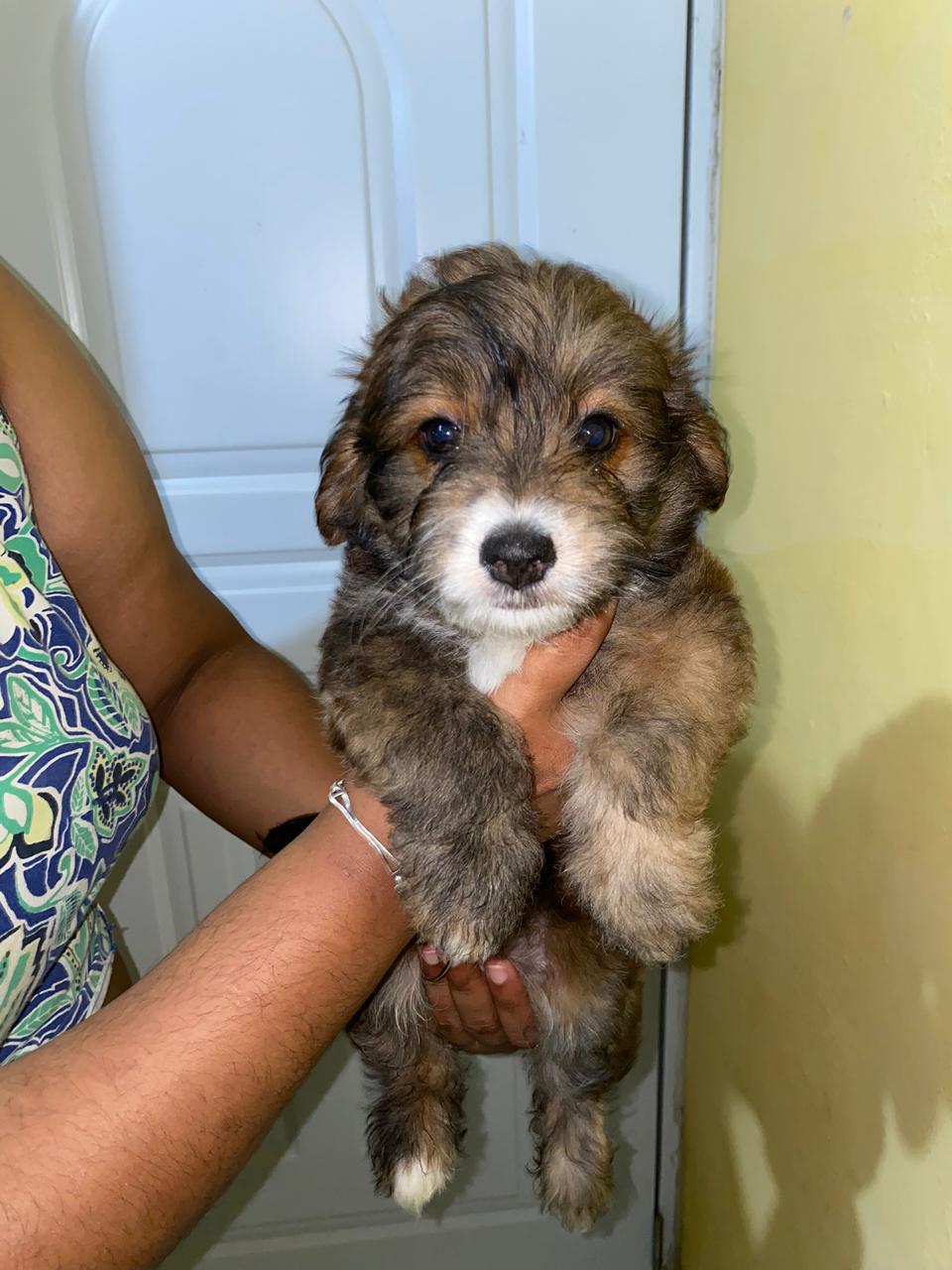 animales y mascotas - Mini Poodle con Shipoo 1