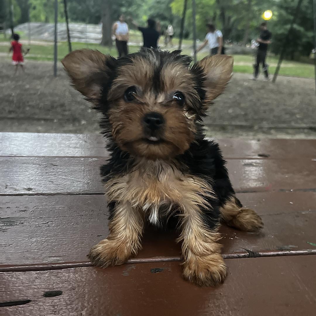 animales y mascotas - Yorkie  0