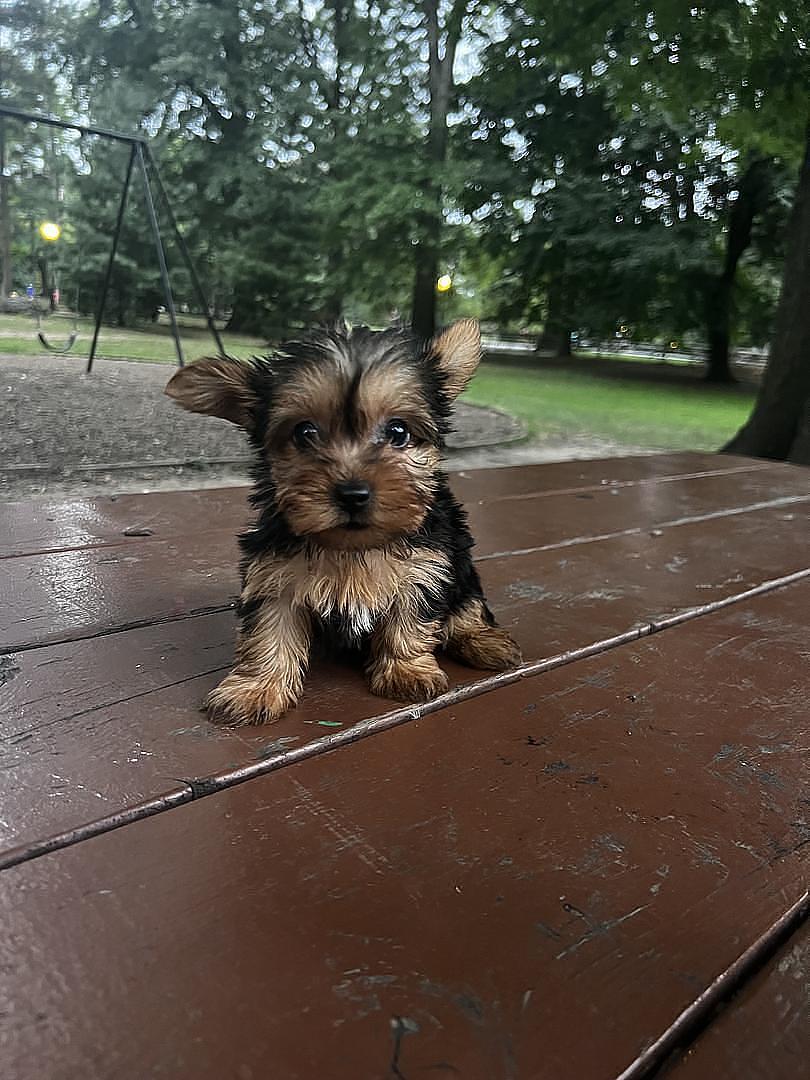 animales y mascotas - Yorkie  1
