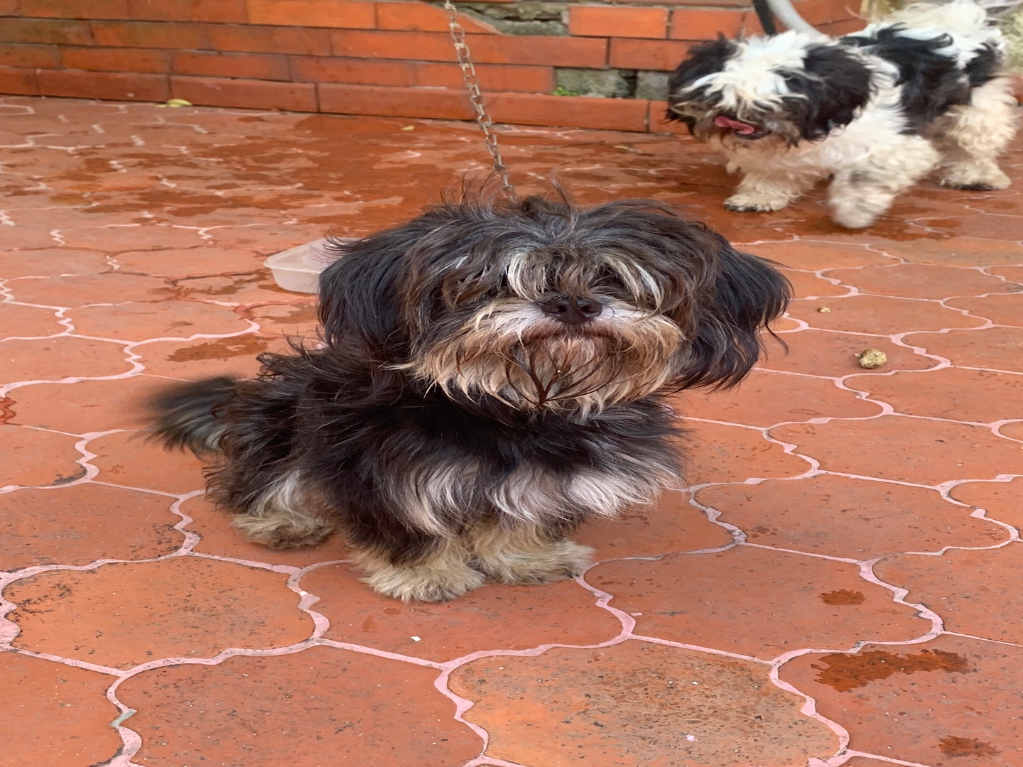 animales y mascotas - Perra shih tzu hembra  3