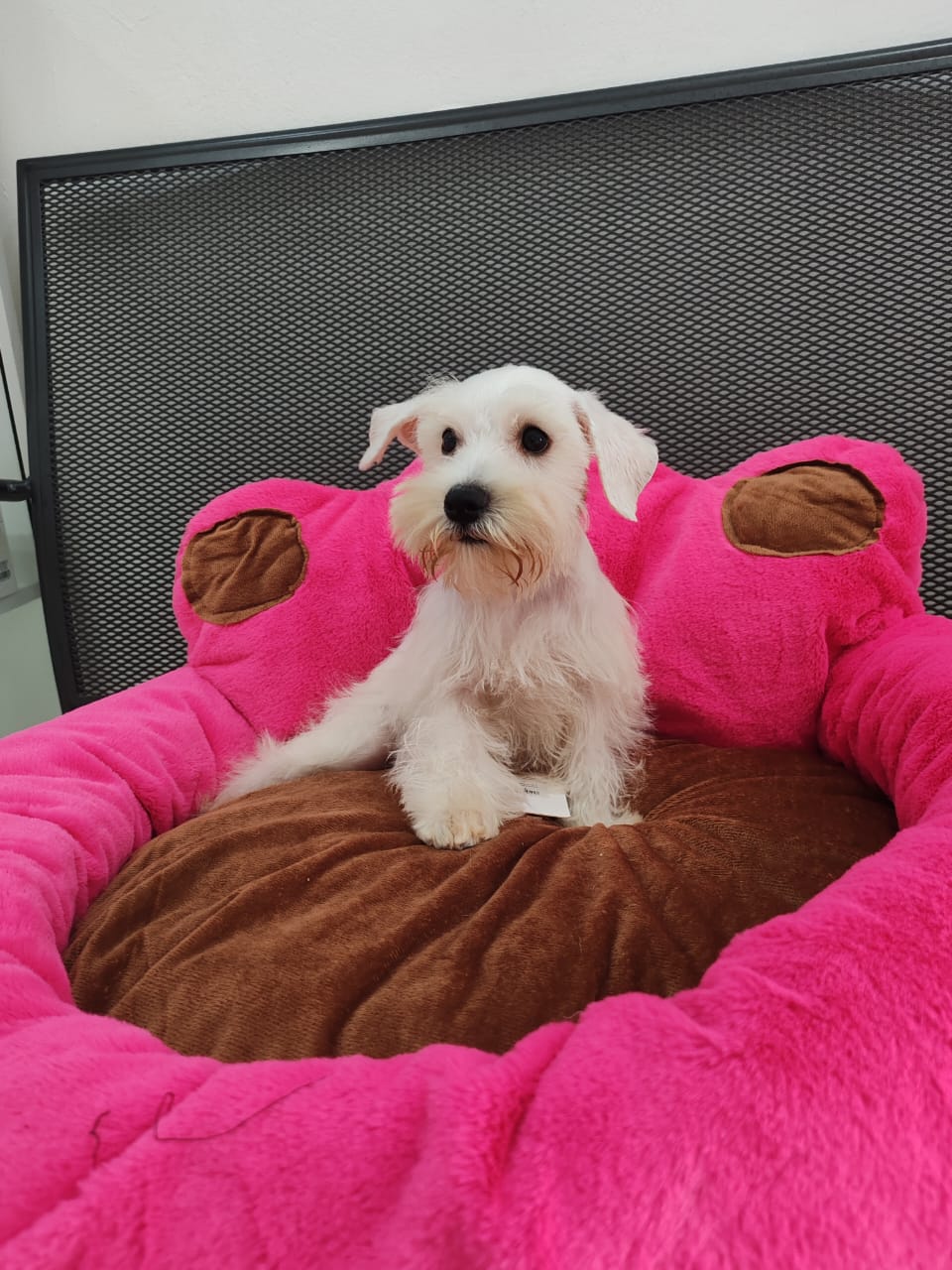 animales y mascotas - PRECIOSA CACHORRA SCHNAUZER BLANCA 2
