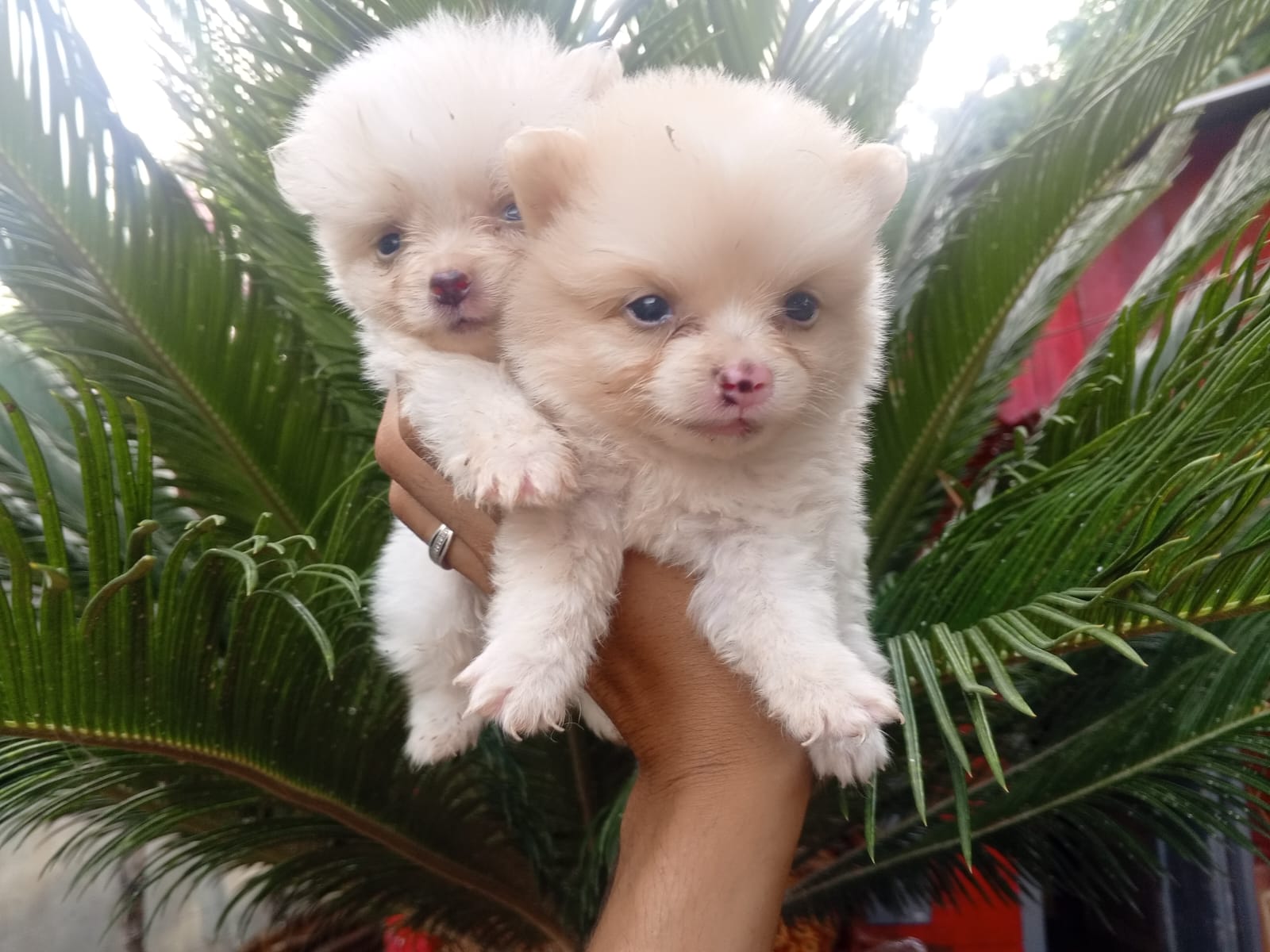 animales y mascotas - Mix de pomerania con mariposaAmbos sexos  0