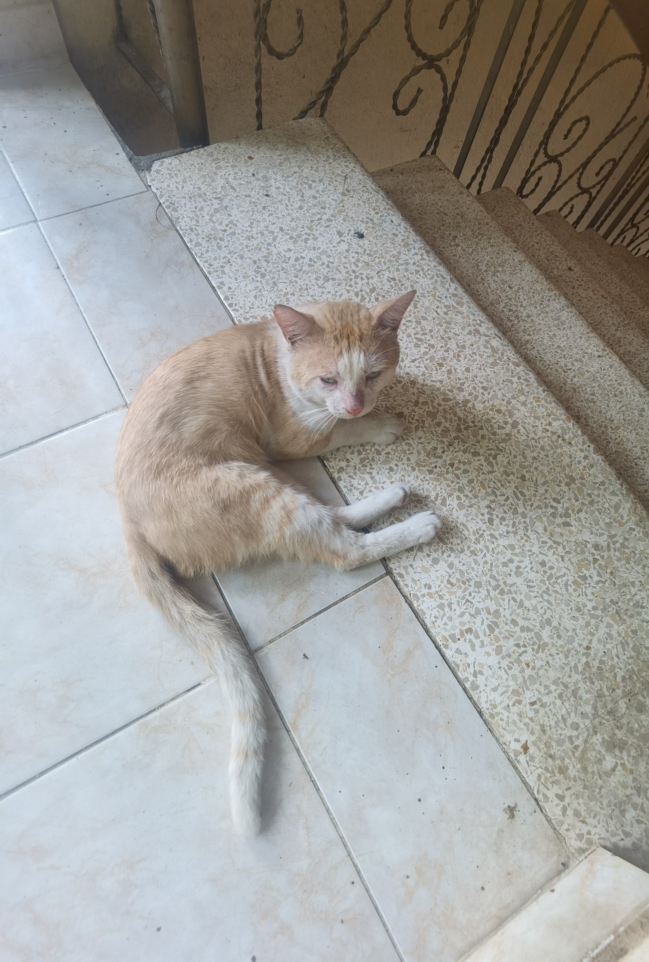 animales y mascotas - Regalos gatitos 1