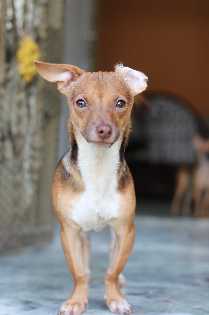 animales y mascotas - Chihuahua cabeza de venado varon, en adopcion 3