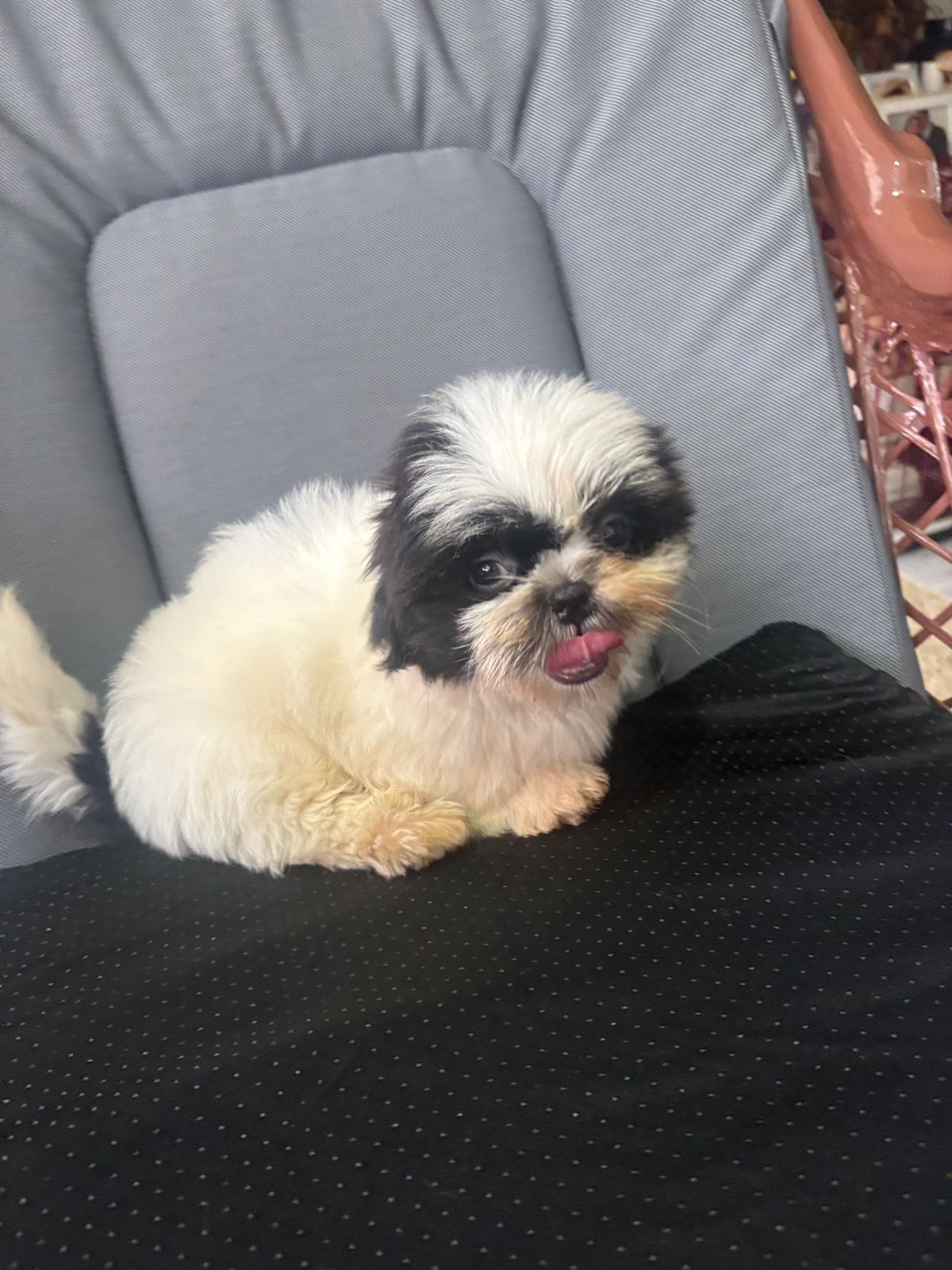 animales y mascotas - ¡Puros y de padres presentes! Shih Tzu Machos 0