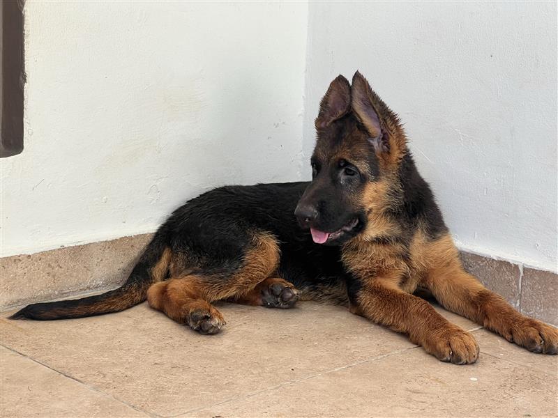 animales y mascotas - Se venden cachorras de Pastor Alemán 1