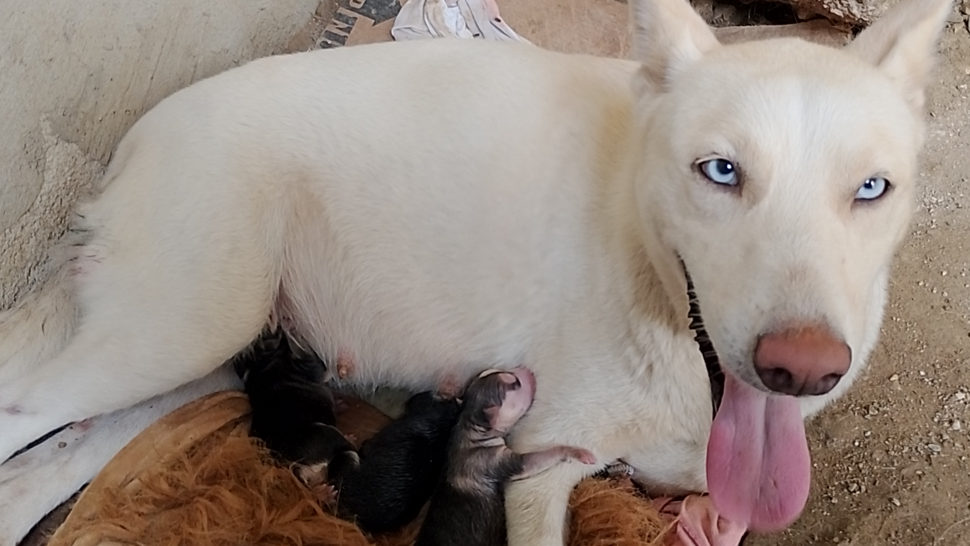 animales y mascotas - JOSKEY SIBERIAN,cachorros pura razas,venta 0
