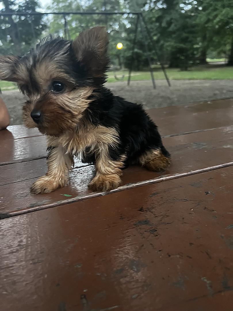 animales y mascotas - Yorkie  2
