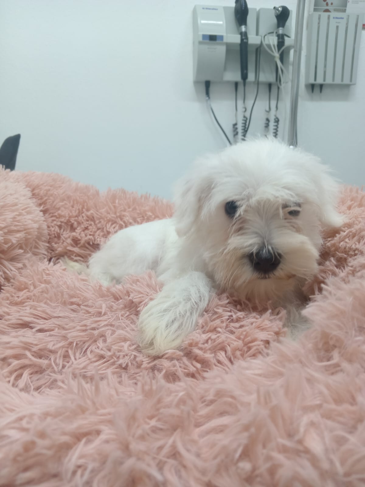animales y mascotas - PRECIOSA CACHORRA SCHNAUZER BLANCA 3