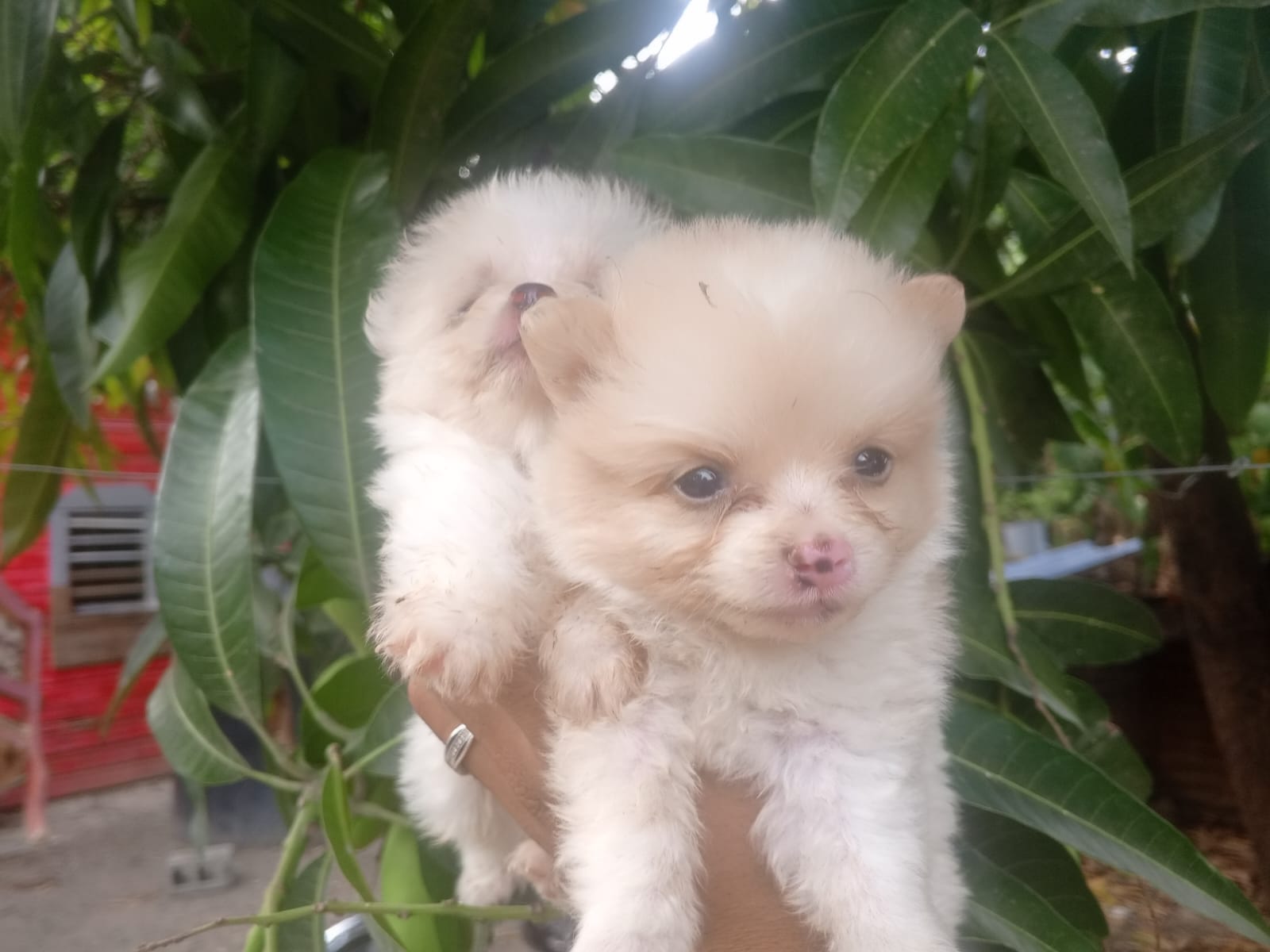 animales y mascotas - Mix de pomerania con mariposaAmbos sexos  1
