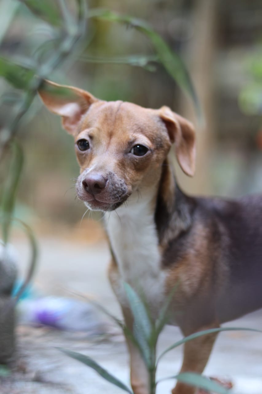 animales y mascotas - Chihuahua cabeza de venado varon, en adopcion 4
