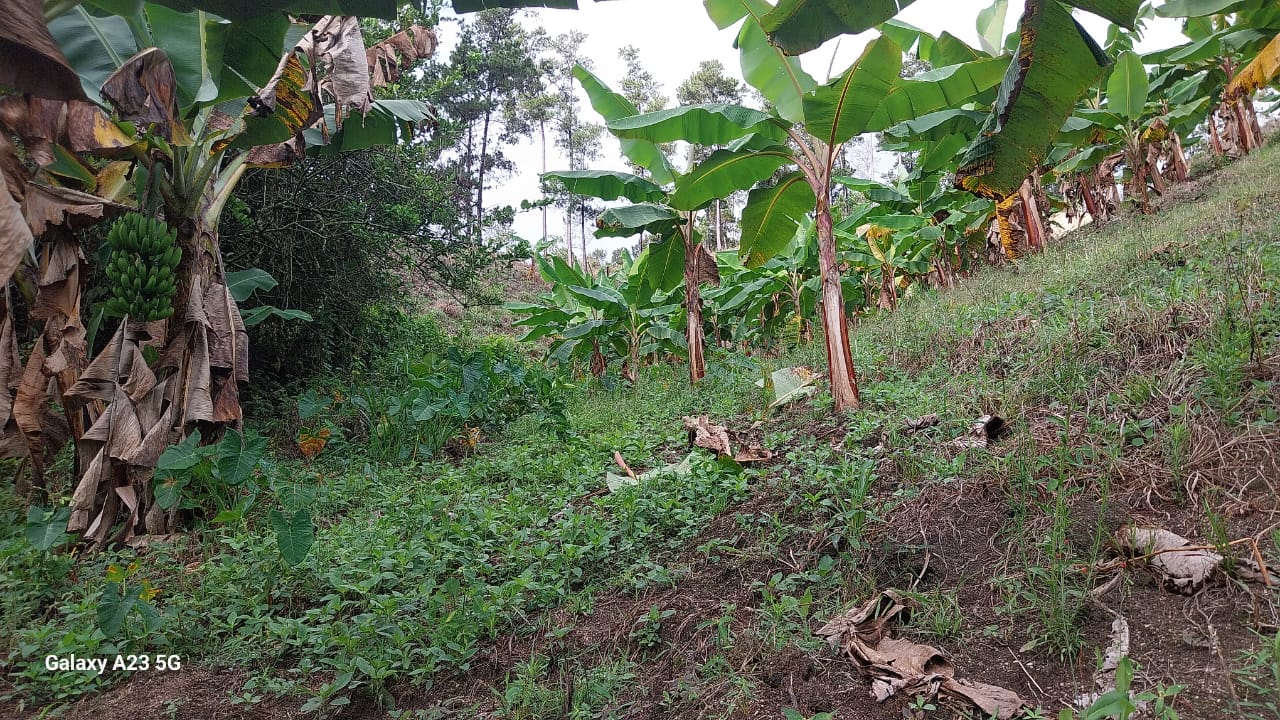 solares y terrenos - Finca en Venta – Jarabacoa, 50 Tareas con Título 2