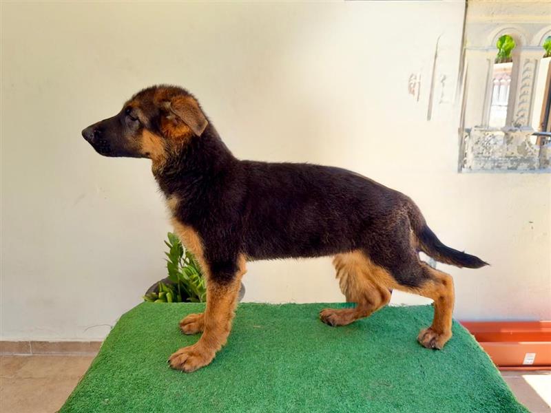 animales y mascotas - Se venden cachorras de Pastor Alemán 2
