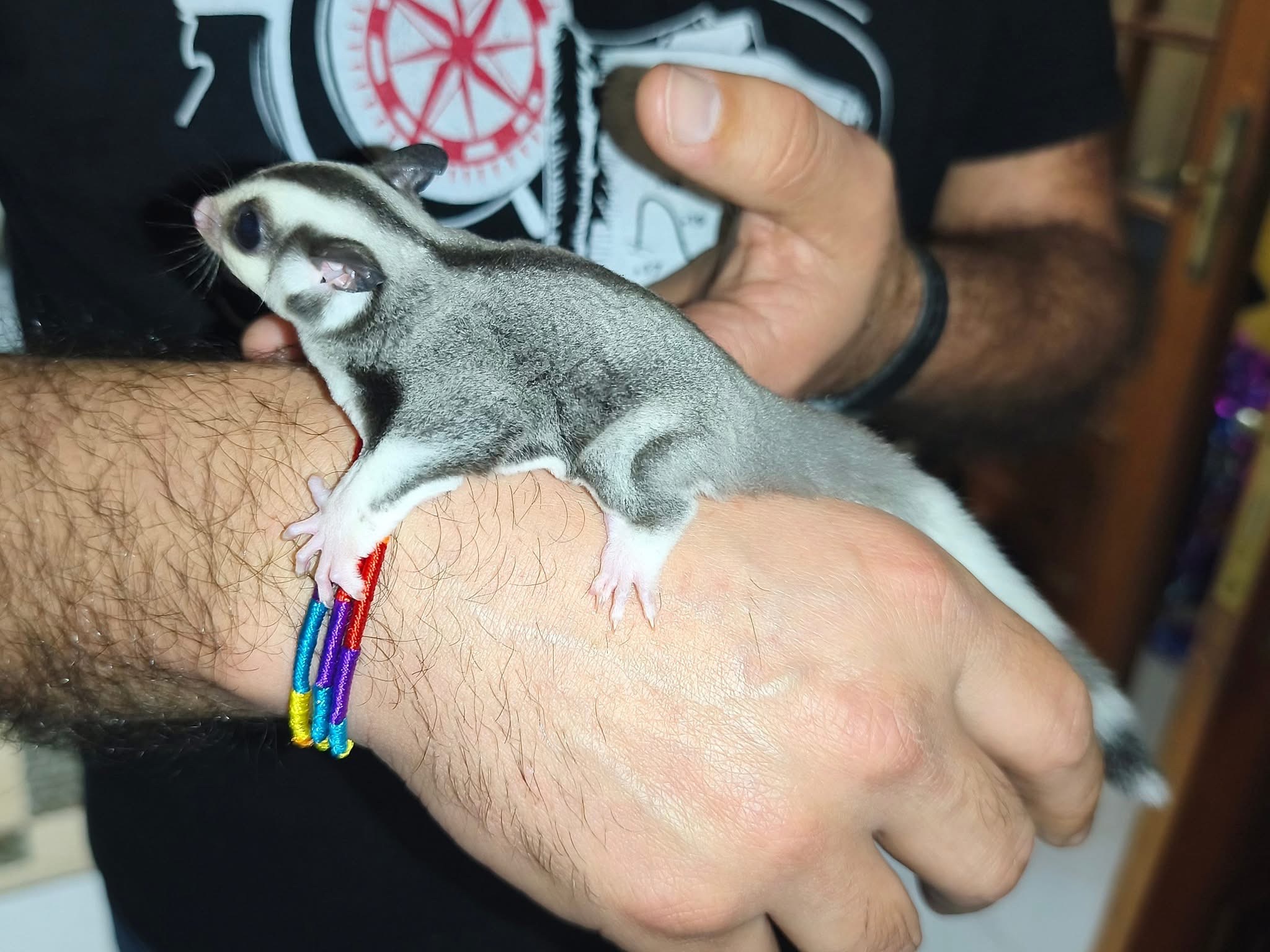 animales y mascotas - petauro de el azúcar , sugar glider 🐿️ 4