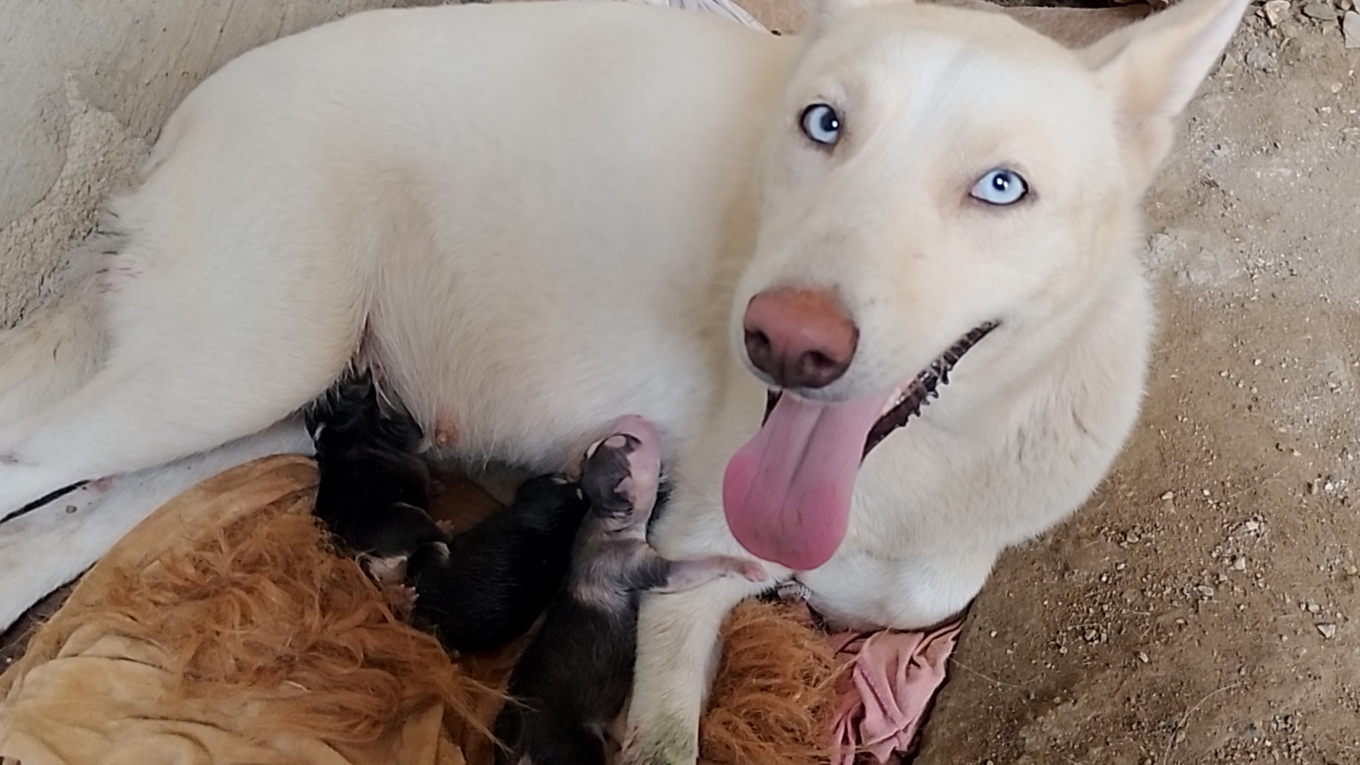 animales y mascotas - JOSKEY SIBERIAN,cachorros pura razas,venta 1