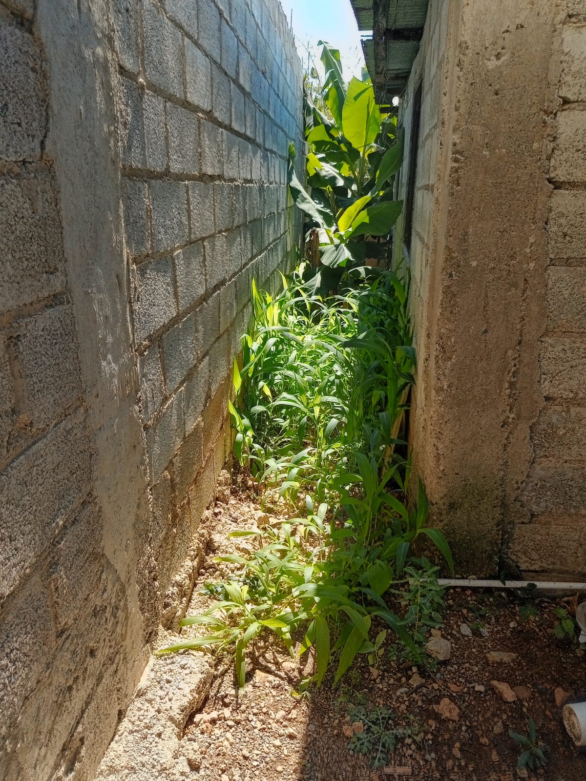 casas - Se Vende Mejora de Oportunidad -En la Ureña 6