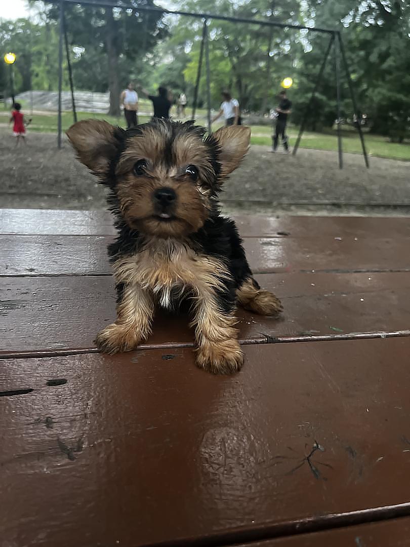 animales y mascotas - Yorkie  3