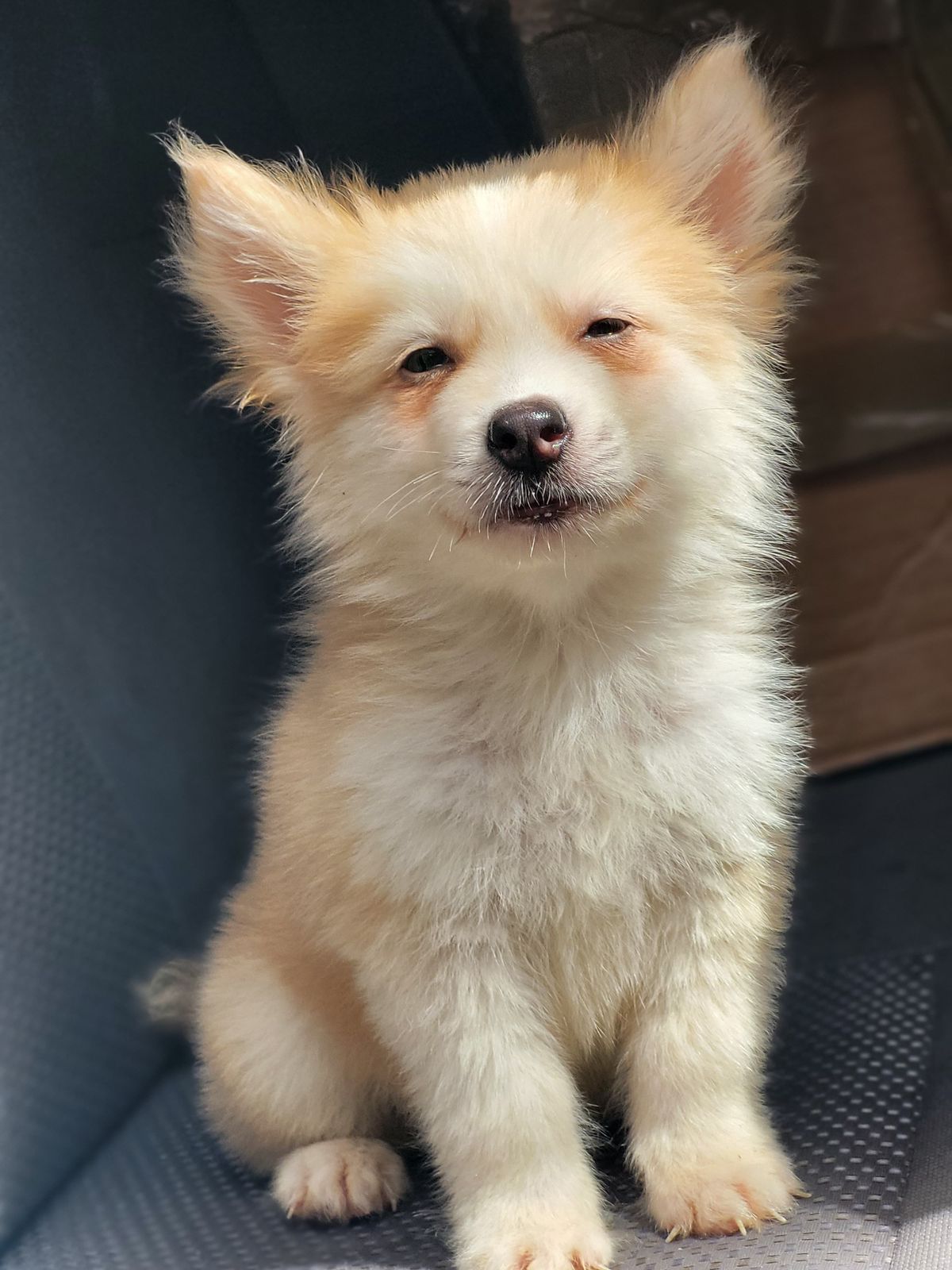 animales y mascotas - OFERTA CACHORRO HUSKY WOOLY MACHO SE ENTREGA CON T