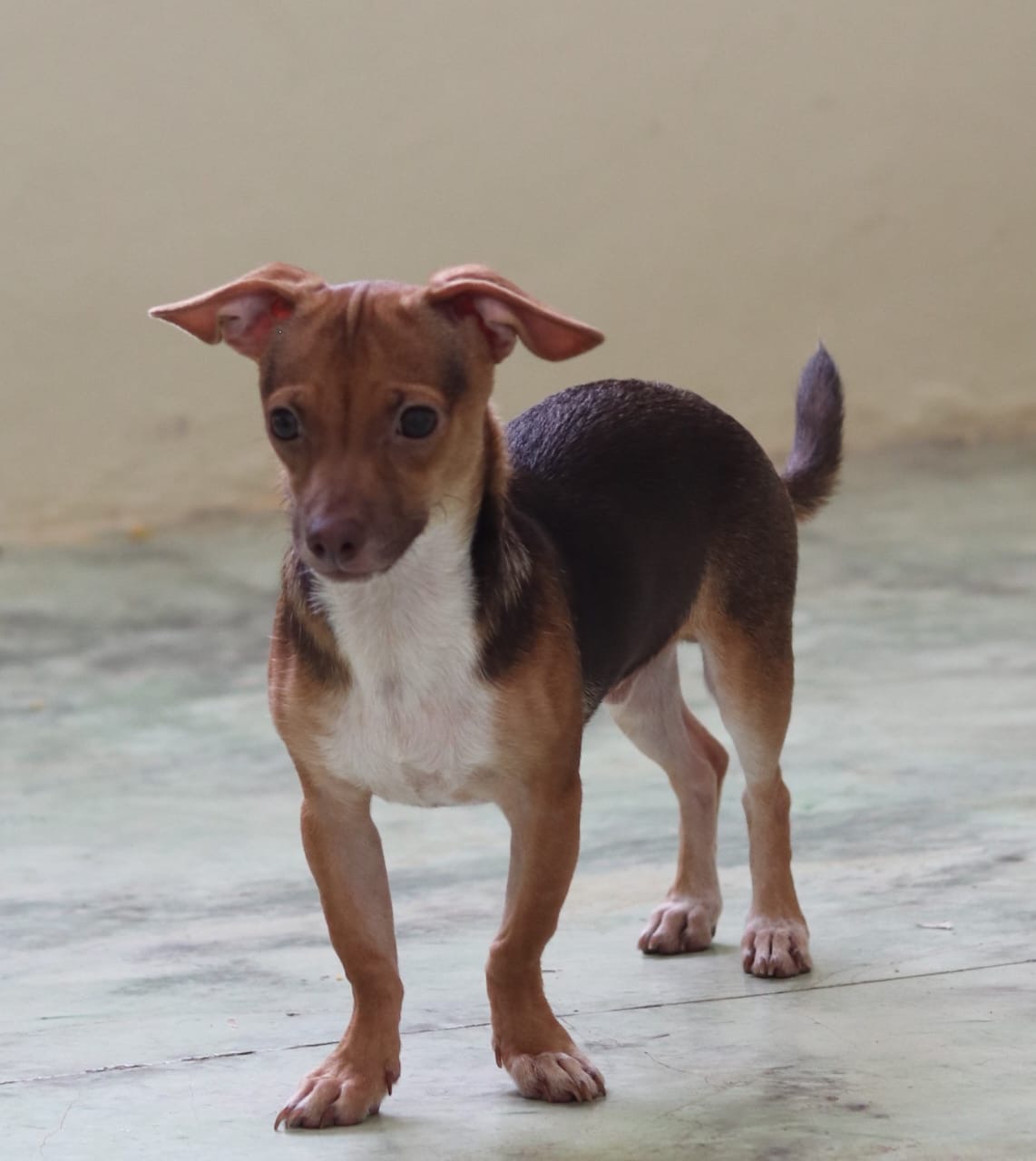 animales y mascotas - Chihuahua cabeza de venado varon, en adopcion 5