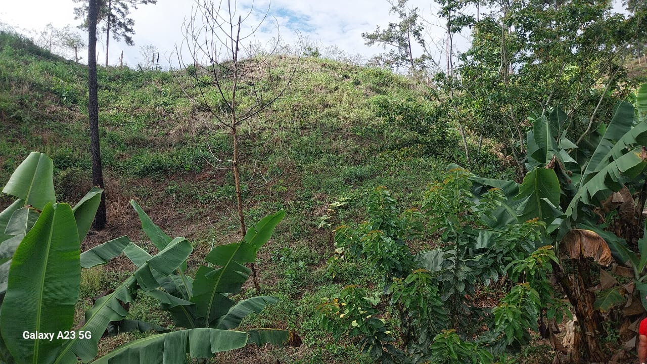 solares y terrenos - Finca en Venta – Jarabacoa, 50 Tareas con Título 3